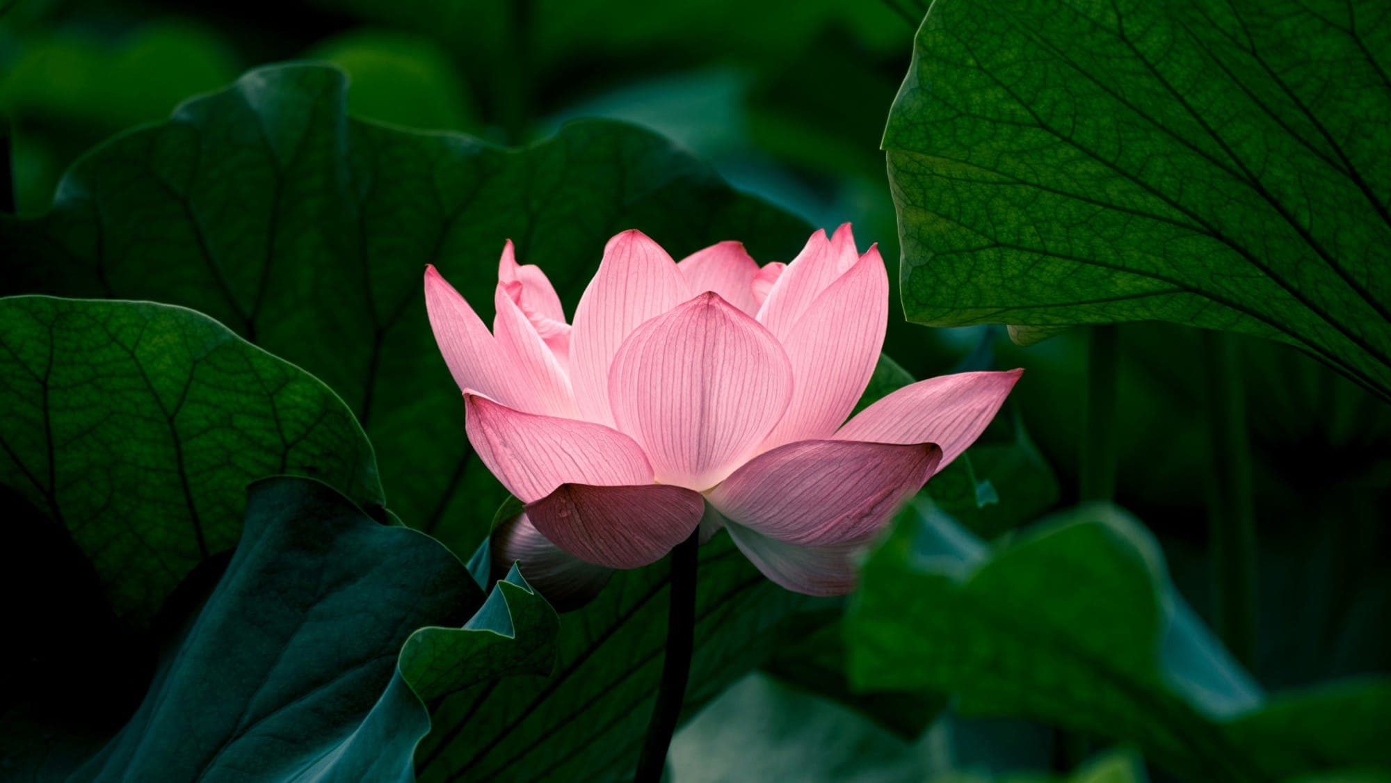 A pink lotus flower opening among broad green leaves