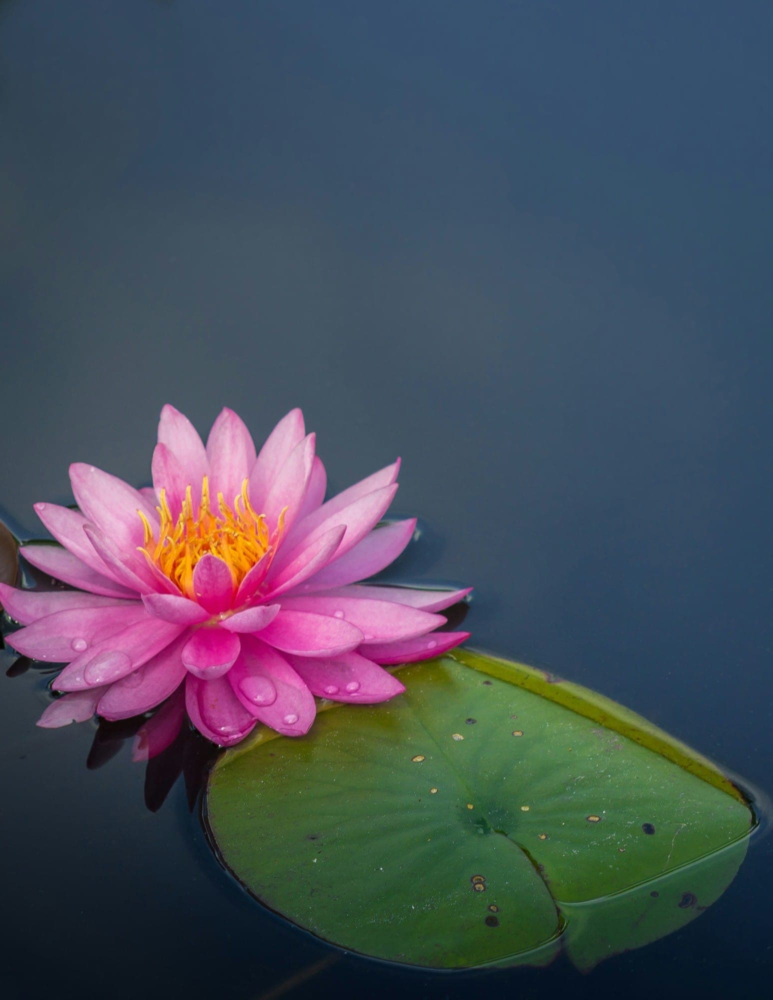 A pink water lily on still water beside a lily pad