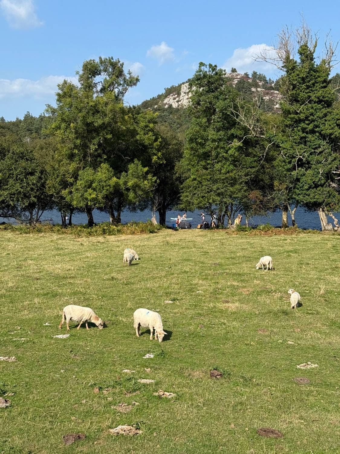 Sheep grazing in a field beside the lake, with a rocky hill beyond