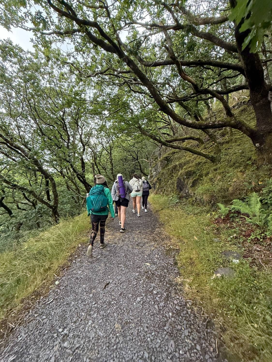 A small group walks a gravel path under moss-covered oak trees, one carrying a rolled yoga mat